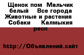 Щенок пом. Мальчик белый  - Все города Животные и растения » Собаки   . Калмыкия респ.